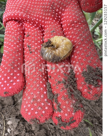 The gardener's hands in red gloves with soil residue hold the cockchafer larva. The gardener's hands in red gloves with soil residue hold the cockchafer larva. 129283157