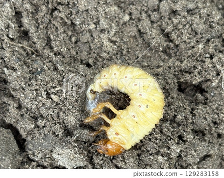 The larva of the cockchafer is buried in the ground. White larva of the garden pest on the ground, close-up. The larva of the cockchafer is buried in the ground. White larva of the garden pest on the ground, close-up. 129283158