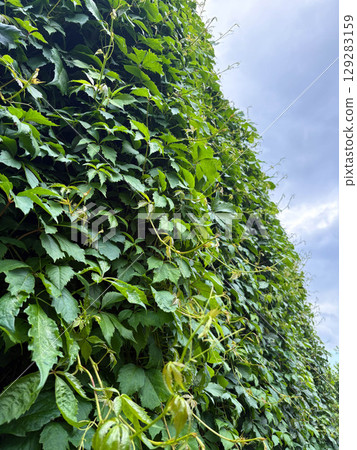Fresh green ivy covers the wall against the blue sky. Vertical nature background. Fresh green ivy covers the wall against the blue sky. Vertical nature background. 129283159