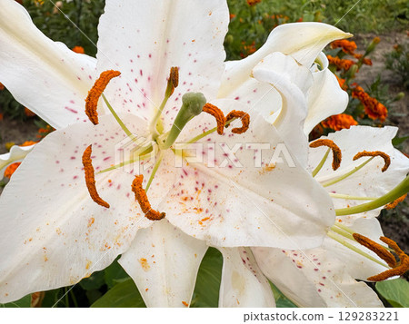 White lily. Beautiful white lily flower with pink spots, close-up. Delicate white lilies in the garden, on the flowerbed. 129283221