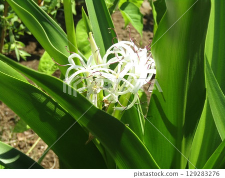 小島花卉協會花園裡盛開的白色文殊蘭 129283276