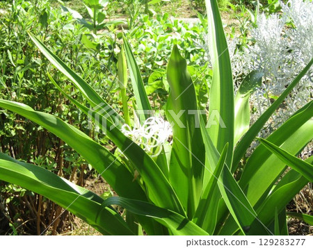 White Crinum flowers blooming in the Kojima Flower Association flower garden White Crinum flowers blooming in the Kojima Flower Association flower garden 129283277