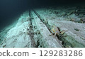 Octopus on shipwreck remains in deep underwater seascape exploration 129283286