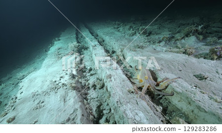 Octopus on shipwreck remains in deep underwater seascape exploration Octopus on shipwreck remains in deep underwater seascape exploration 129283286