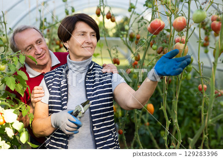 Elderly man and woman picking ripe tomatoes together in greenhouse Elderly man and woman picking ripe tomatoes together in greenhouse 129283396