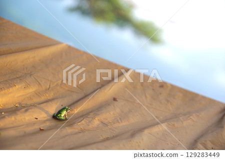 A tree frog gazing into the distance on a tarp after the rain 129283449