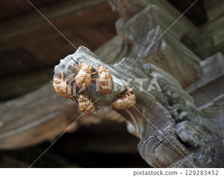 A cicada shell clinging to the edge of the rice field god's mizuhiki rainbow beam (the roof of the Kobo Daishi Hall and many Utsusemi shells) A cicada shell clinging to the edge of the rice field god's mizuhiki rainbow beam (the roof of the Kobo Daishi Hall and many Utsusemi shells) 129283452
