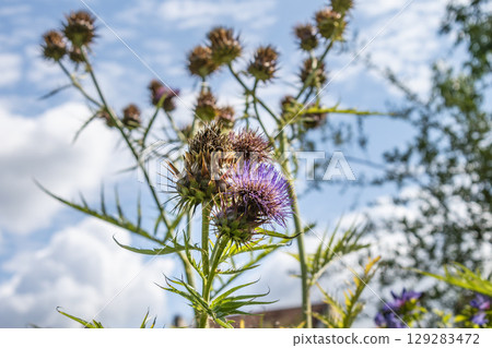Wild cardoon with thorns or cynara cardunculus, biennial herbaceous plants of the asteraceae family Wild cardoon with thorns or cynara cardunculus, biennial herbaceous plants of the asteraceae family 129283472