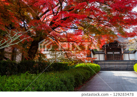 The Imperial Envoy Gate of Shiga-in Temple, surrounded by autumn leaves 129283478