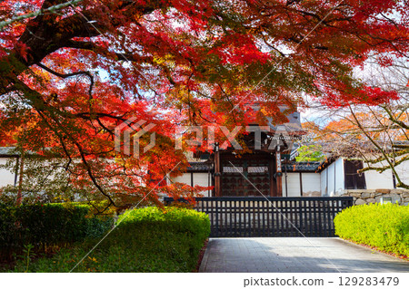 The Imperial Envoy Gate of Shiga-in Temple, surrounded by autumn leaves 129283479