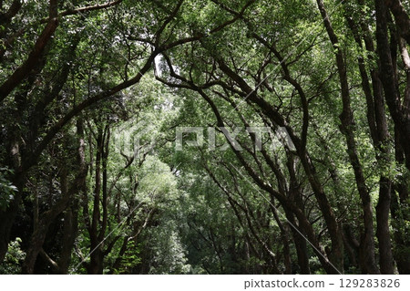 近距離觀察一排綠葉茂盛的樟樹 129283826