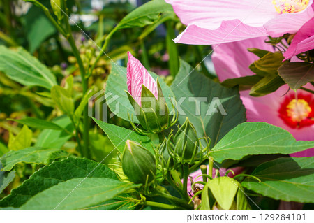 Fuyo的萌芽 Fuyo的萌芽 129284101