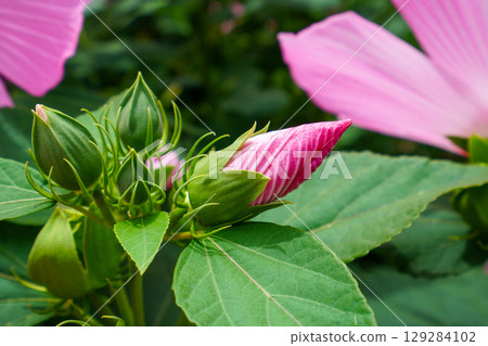 Fuyo的萌芽 Fuyo的萌芽 129284102