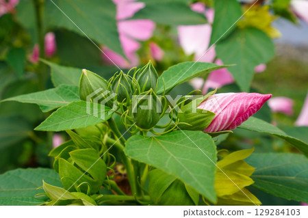 Fuyo's bud 129284103