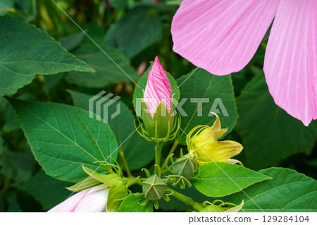 Fuyo的萌芽 Fuyo的萌芽 129284104