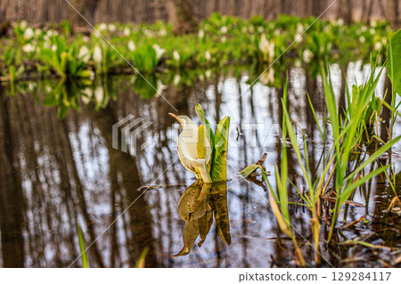 一簇亞洲臭菘預示著春天的到來 129284117
