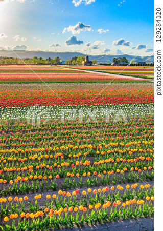 Colorful tulip fields and sunset scenery Colorful tulip fields and sunset scenery 129284120