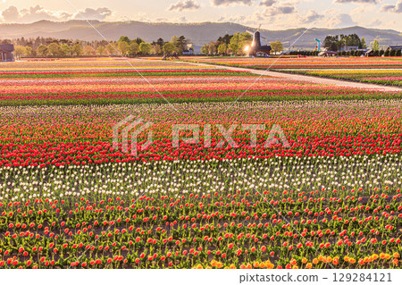 A spring landscape of windmills and tulips A spring landscape of windmills and tulips 129284121