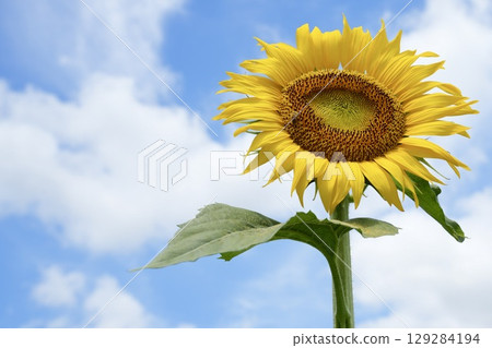 A lively sunflower looking up at the sky and a bee sucking nectar - summer scenery A lively sunflower looking up at the sky and a bee sucking nectar - summer scenery 129284194