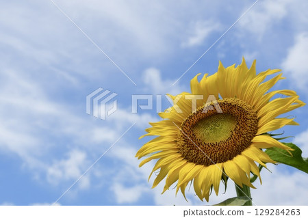 Bright and cute sunflowers blooming in the blue sky and white clouds 129284263