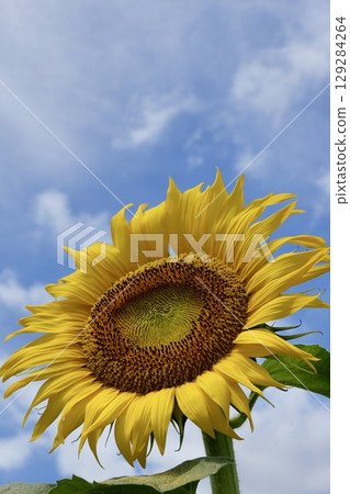 Bright and cute sunflowers blooming in the blue sky and white clouds Bright and cute sunflowers blooming in the blue sky and white clouds 129284264