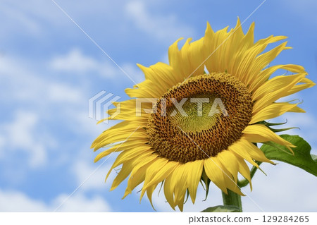 Bright and cute sunflowers blooming in the blue sky and white clouds 129284265