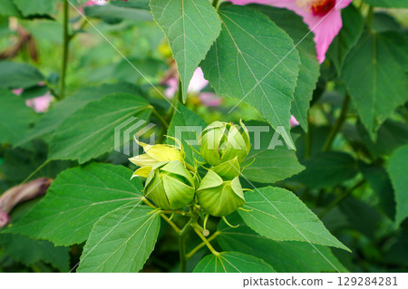 Young fruit of persimmon 129284281