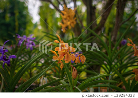 walk in Perdana Botanical Garden, Kuala Lumpur , Malaysia 129284328