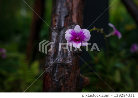 walk in Perdana Botanical Garden, Kuala Lumpur , Malaysia walk in Perdana Botanical Garden, Kuala Lumpur , Malaysia 129284331