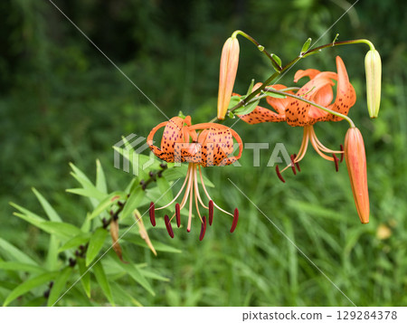 Flower of Onigari 129284378