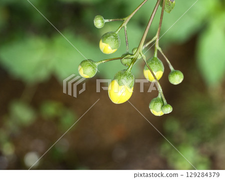 Kirenge shōuma 129284379