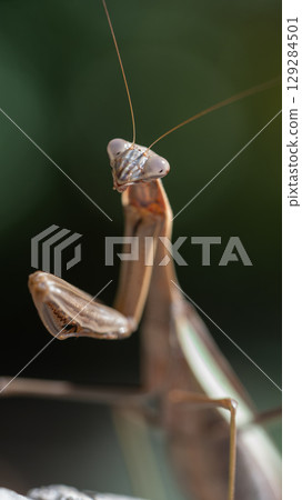 螳螂瞄準獵物 129284501