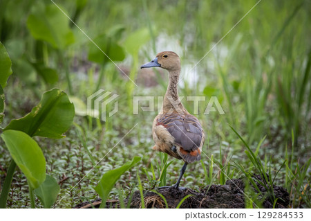 Lesser Whistling Duck standing still on the ground in a rice field. Lesser Whistling Duck standing still on the ground in a rice field. 129284533