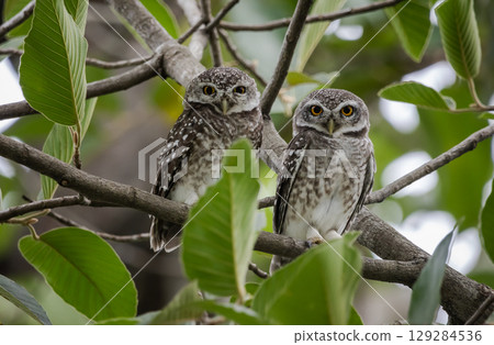 Spotted owlet it is a type of bird of prey such as an owl. that can be found in Thailand. 129284536