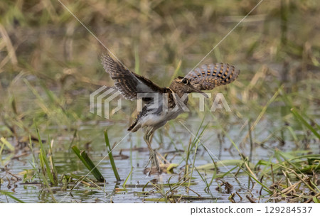 Greater painted-snipe On the ground in the field. 129284537