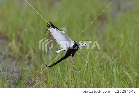 Pheasant-tailed Jacama (Hydrophasianus chirurgus) Flying over Thai rice fields. 129284543
