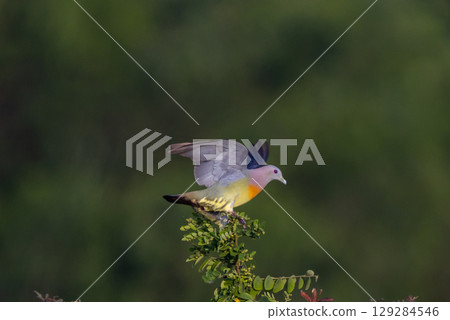 Pink-necked Pigeon perched on a branch Likes to eat small fruits as food. Pink-necked Pigeon perched on a branch Likes to eat small fruits as food. 129284546