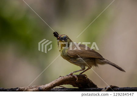 Pin-striped Tit Babbler on the branch tree animal portrait. Pin-striped Tit Babbler on the branch tree animal portrait. 129284547