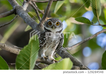 Spotted owlet (Athene brama) It is a type of bird of prey such as an owl. that can be found in Thailand. 129284548