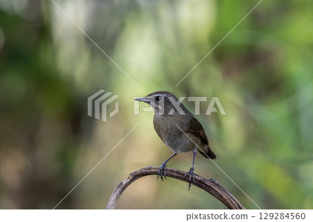 Siberian Rubythroat It is a migratory bird from China that comes to Thailand during the cold weather. Siberian Rubythroat It is a migratory bird from China that comes to Thailand during the cold weather. 129284560