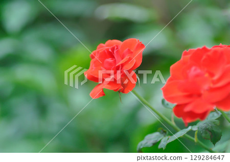 briosa rose , red rose or Garden roses , zaide rose or William Christie Rose or Mary Rose or Rosa damascena Mill or Rose or Damask rose or Rosaceae 129284647