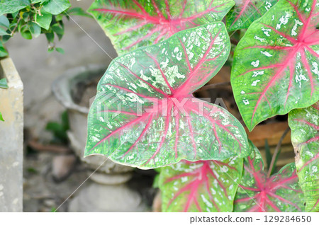 Caladium, Caladium Bicolor Vent or Caladium bicolor Caladium, Caladium Bicolor Vent or Caladium bicolor 129284650