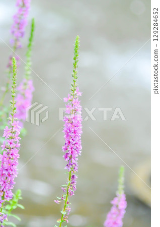 LYTHRACEAE, Lythrum salicaria or Lythrum salicaria L and hybrid or  Purple Loosestrife or  purple lythrum or spiked loosestrife or purple flower or violet flower 129284652