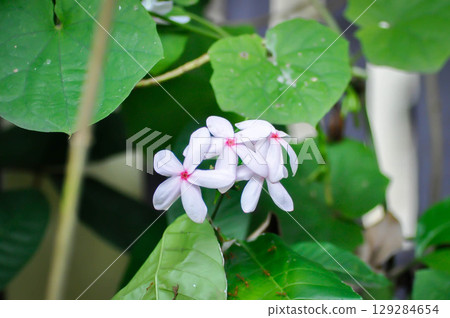 Kopsia fruticosa Kerr A DC ,Kopsia fruticosa Roxb A DC or APOCYNACEAE or pink flower Kopsia fruticosa Kerr A DC ,Kopsia fruticosa Roxb A DC or APOCYNACEAE or pink flower 129284654