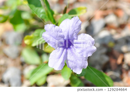 Hygrophila erecta, Purple petunia or Wild Petunia or Waterkanon, Watrakanu or Minnieroot or Iron root or purple flower 129284664