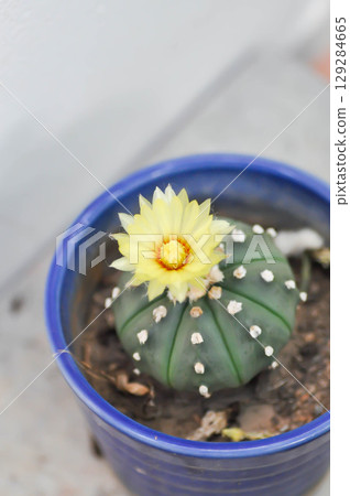 Astrophytum asteriias flower or cactus in the flower pot or Astrophytum or Astrophytum asteriias with yellow flower 129284665