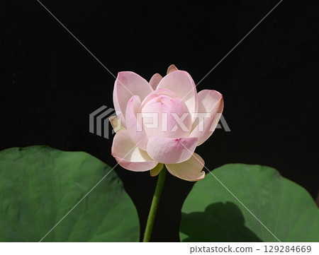 Tea bowl lotus flower (black background) 20250701 Tea bowl lotus flower (black background) 20250701 129284669