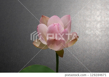 茶碗蓮花（黑色背景） 20250703 129284671