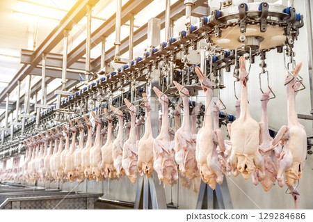 The ducks hanging from the hooks of the conveyor belt to making the duck meat cuts. The ducks hanging from the hooks of the conveyor belt to making the duck meat cuts. 129284686