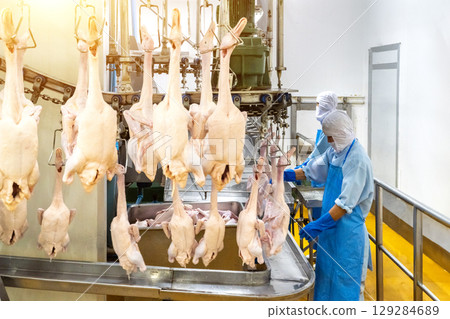 Several factory employees workers, in the production process of selecting the ducks hanging from the hooks of the conveyor belt to making the duck meat cuts. Several factory employees workers, in the production process of selecting the ducks hanging from the hooks of the conveyor belt to making the duck meat cuts. 129284689
